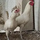 دجاج ابيض صك