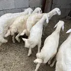 خرفان حريات