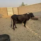 بقره بلادي علا اليوم