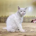 بسه وحامل بعد من نفس انوع حمل منه