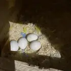 جوز روز منتج