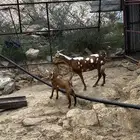 شاه منتوجه