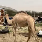 قعود