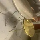 طقم طاولات ب350