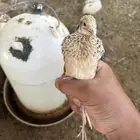 سمان او فري