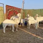 شياه خلفات خصم