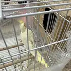 جوز كروان للبيع منتج