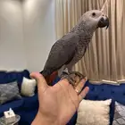 ببغاء كاسكو