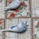 طيور البادجي زوجين منتج هولندي