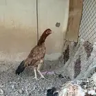 دجاج باكستاني