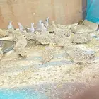 قطا