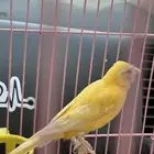 اناث كناري للبيع