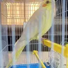 عصفور كروان مافيها اي عيب