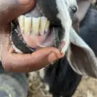 عنز خلفه طيبه معها تيس وجفره ديسها مورم خفيف