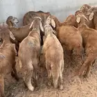 سواكن للبيع