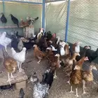 دجاج وديوك بلدي اعمار 3 شهور فيها اسود سك وملون تم البيع