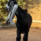 للبيع مشاريع فحول عوارض معرفه