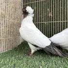 جوز سوداني
