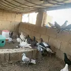 فروخ حمام