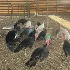 دجاج رومي