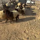 بهم العدد 30