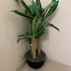 شجرة زينه للبيع