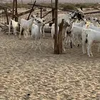 ماعز البيع الشواق