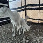 نعجة خلفة متوم 1 2