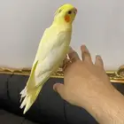 تم(البيع)