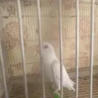 زوج روز منتج شرط
