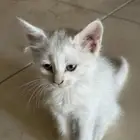 قطه شيرازيه واولادها الخمسه متخلى عنها