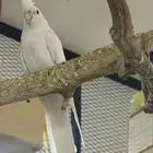 جوزين كروان منتجه