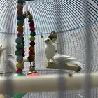 كناري