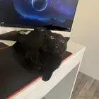 تبني قطط