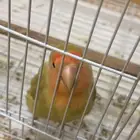 بغباء روز للبيع