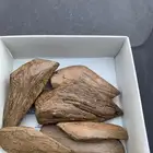 عود
