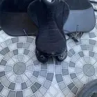 سرج ولجام ستيتوس نظيفه