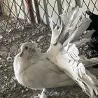 للبيع طبه امريكي اوفر باقي لها تقريبا 3 ريش