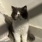 ذكر بيكي فيس منتج للبيع
