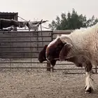 خروف