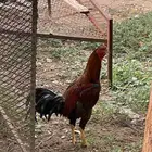ديوك للبيع