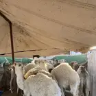 قعدان قصب فل شحم.