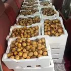 تمر روثانه مناصيف حبه متوسطه وكبير