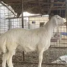 مشروع فحل حري فاخر