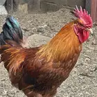 للبيع ديوك فرنسي بيور