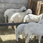 طليان للبيع عيال الغنم