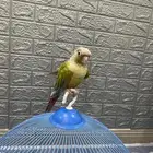 السلام عليكم