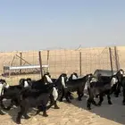 جفار عوارض خصم