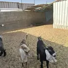 جفرات عوارض