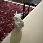 كروان هولندي